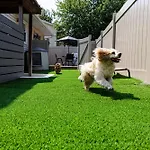 The Cooper Home, Dogs Welcome!
