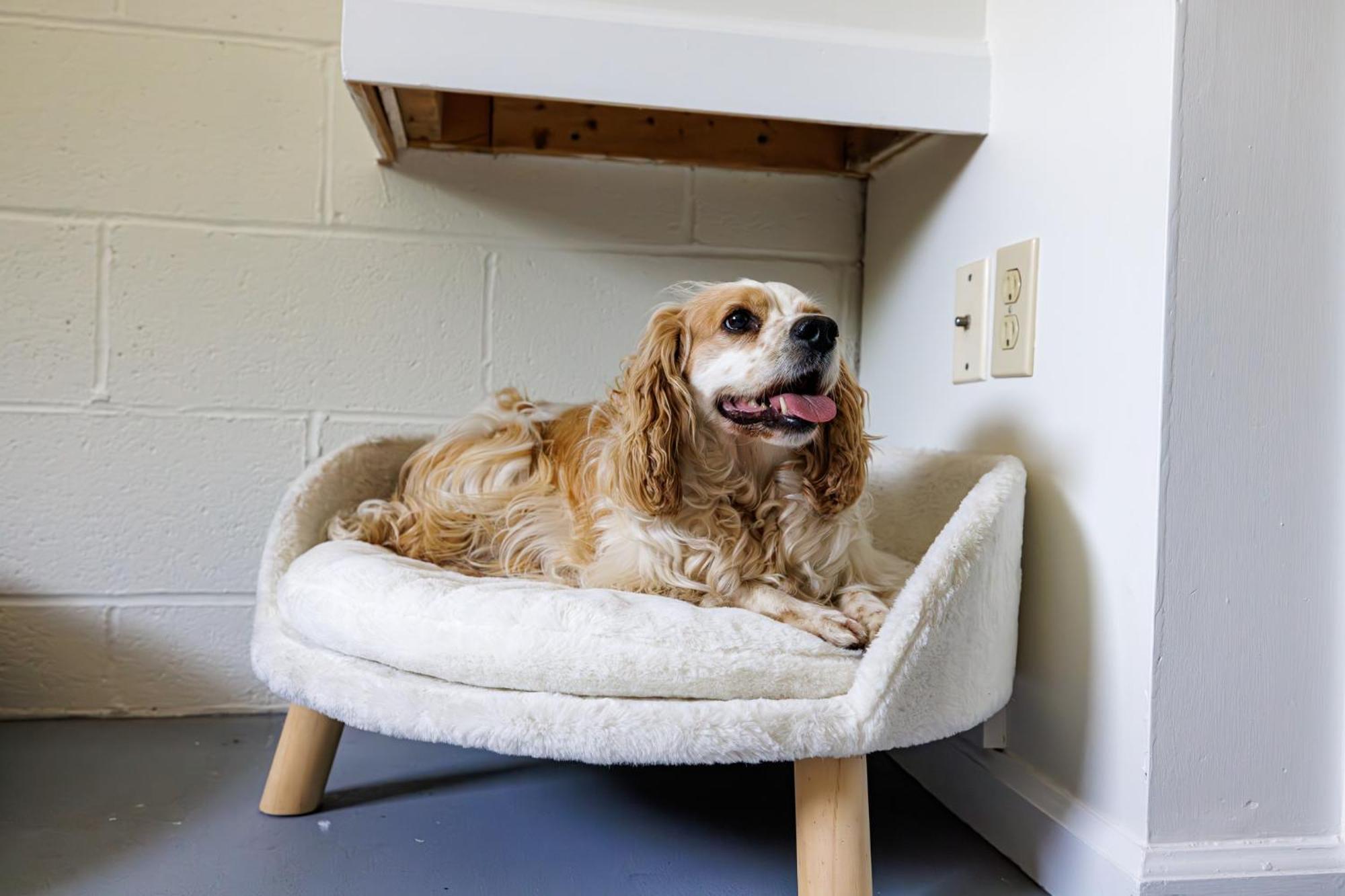 The Cooper Home, Dogs Welcome! Ephrata